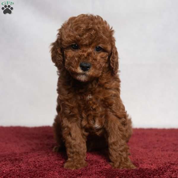Jo, Cavapoo Puppy